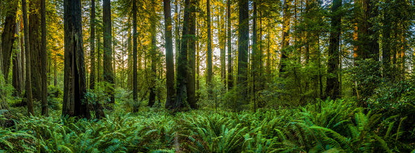 Forest Photo