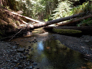 Garcia River Forest Photo