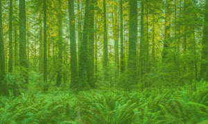 Green Forest Photo